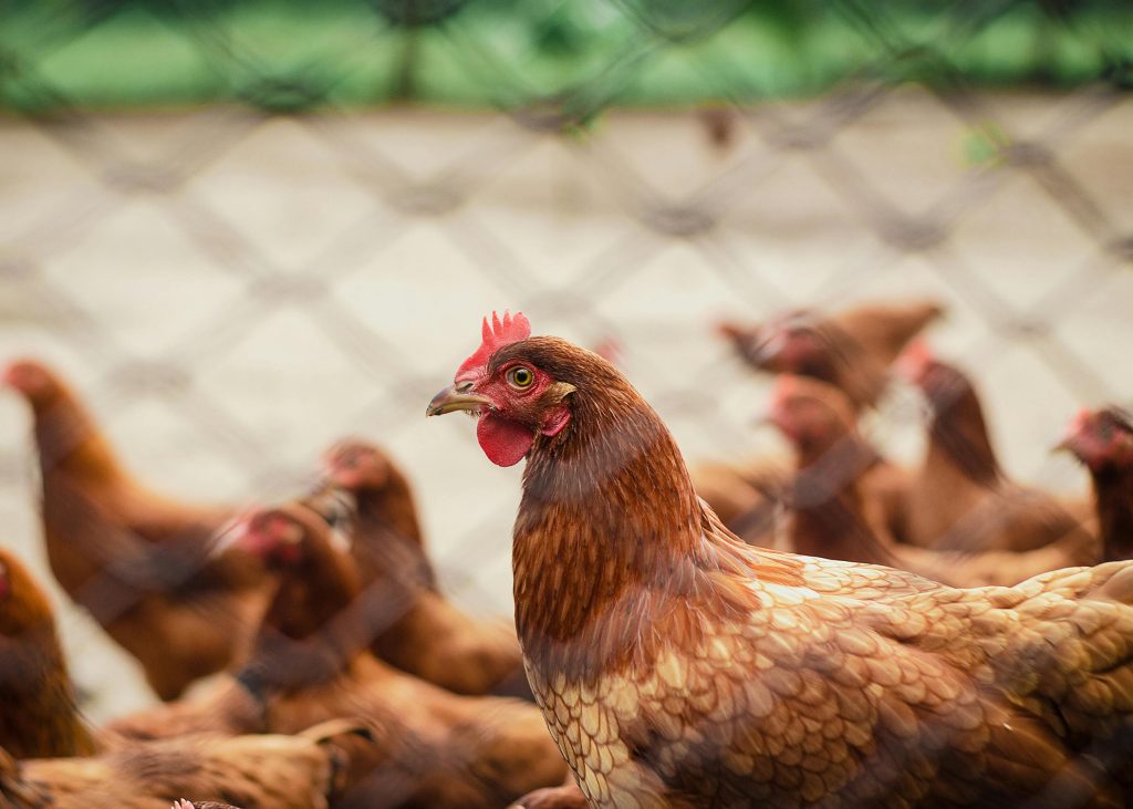 Poultry farming for beginners in Ghana
